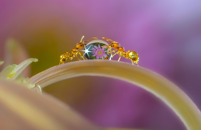 Rahasia Fotografi Makro - Detail Yang Tidak Terlihat