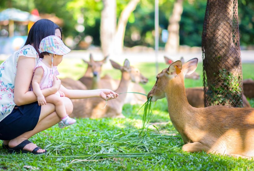 Tips Fotografi Kebun Binatang